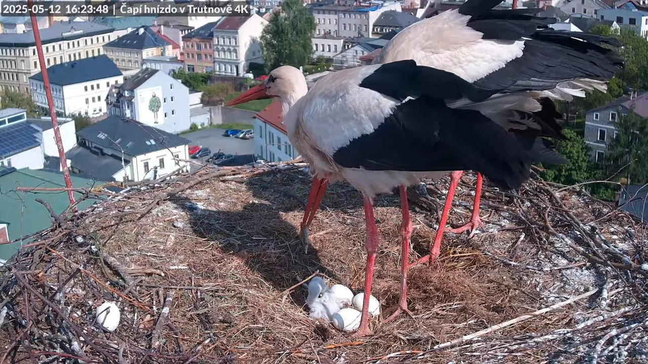 Tiešraide no stārķa ligzdas uz alus darītavas skursteņa Trutnovā 14-30-28 screenshot