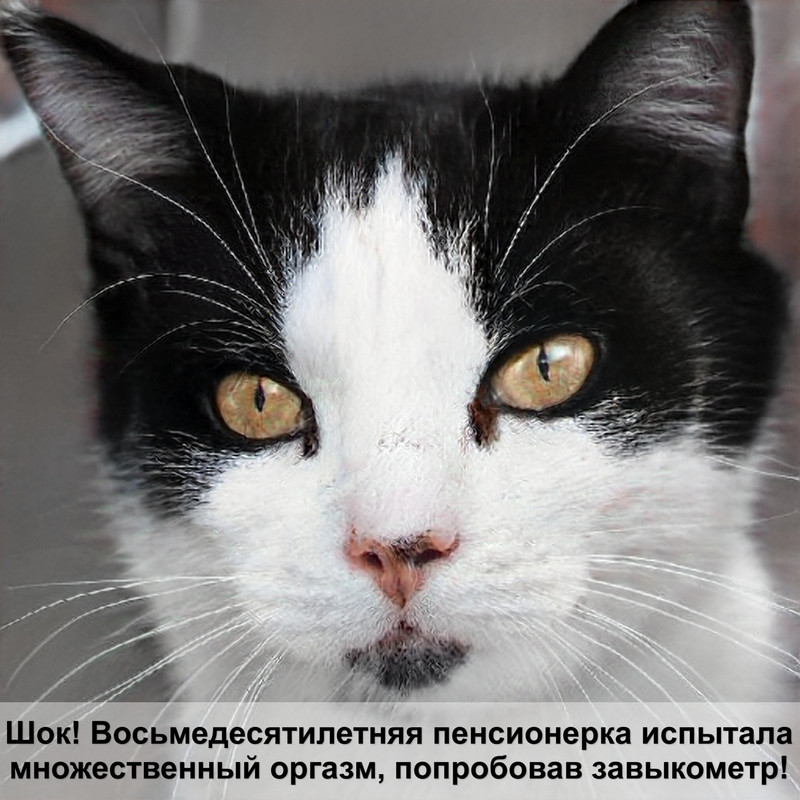 заболевания шерсти у кошек