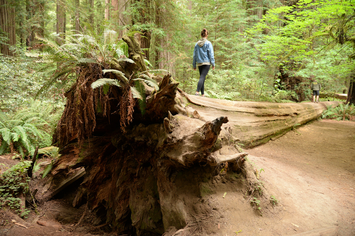 Árboles gigantes, fuegos y volcanes extintos - Oregon y California norte (2018) - Blogs de USA - Rogue River y costa norte de California (8)