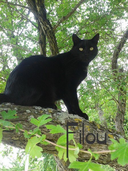 Filou