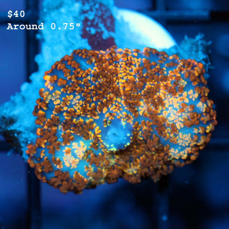 IMG_7336_1024x1024@2x