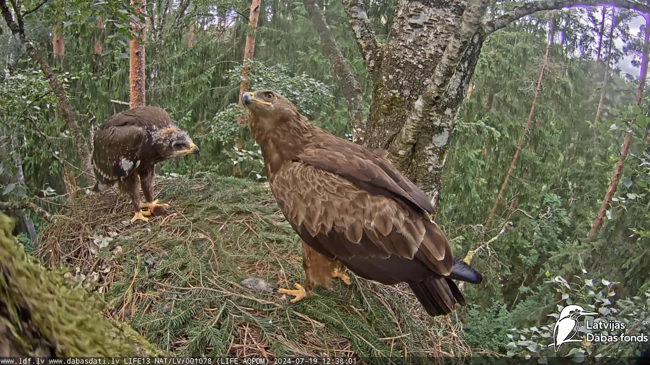 Mazais ērglis (Clanga pomarina), ligzda bērzā - LDF tiešraide 14-38-47 screenshot