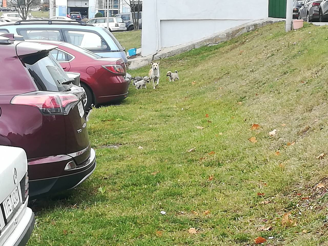 IMG_0352-27-10-18-02-44