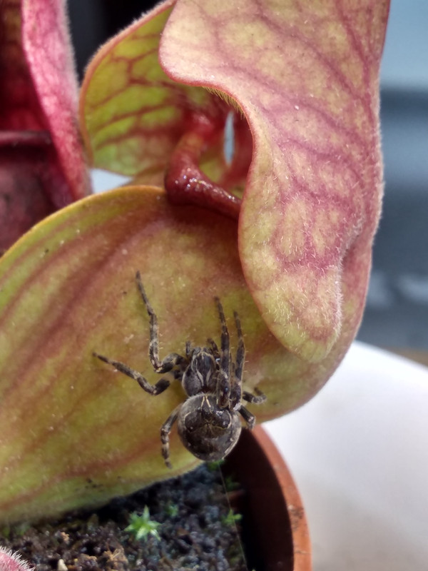 IMG_20210516_185301862_HDR