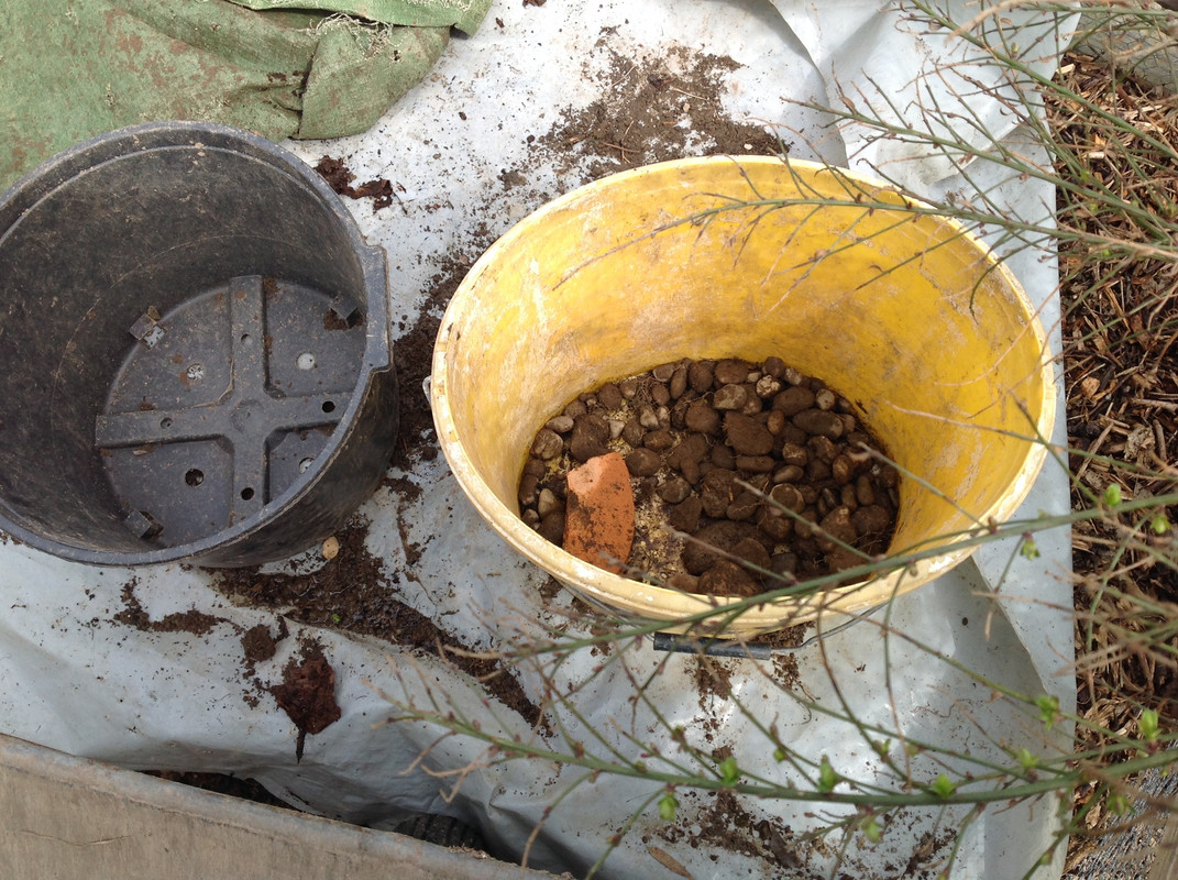 Erdproduktion und Zubereitung 2015  (105)