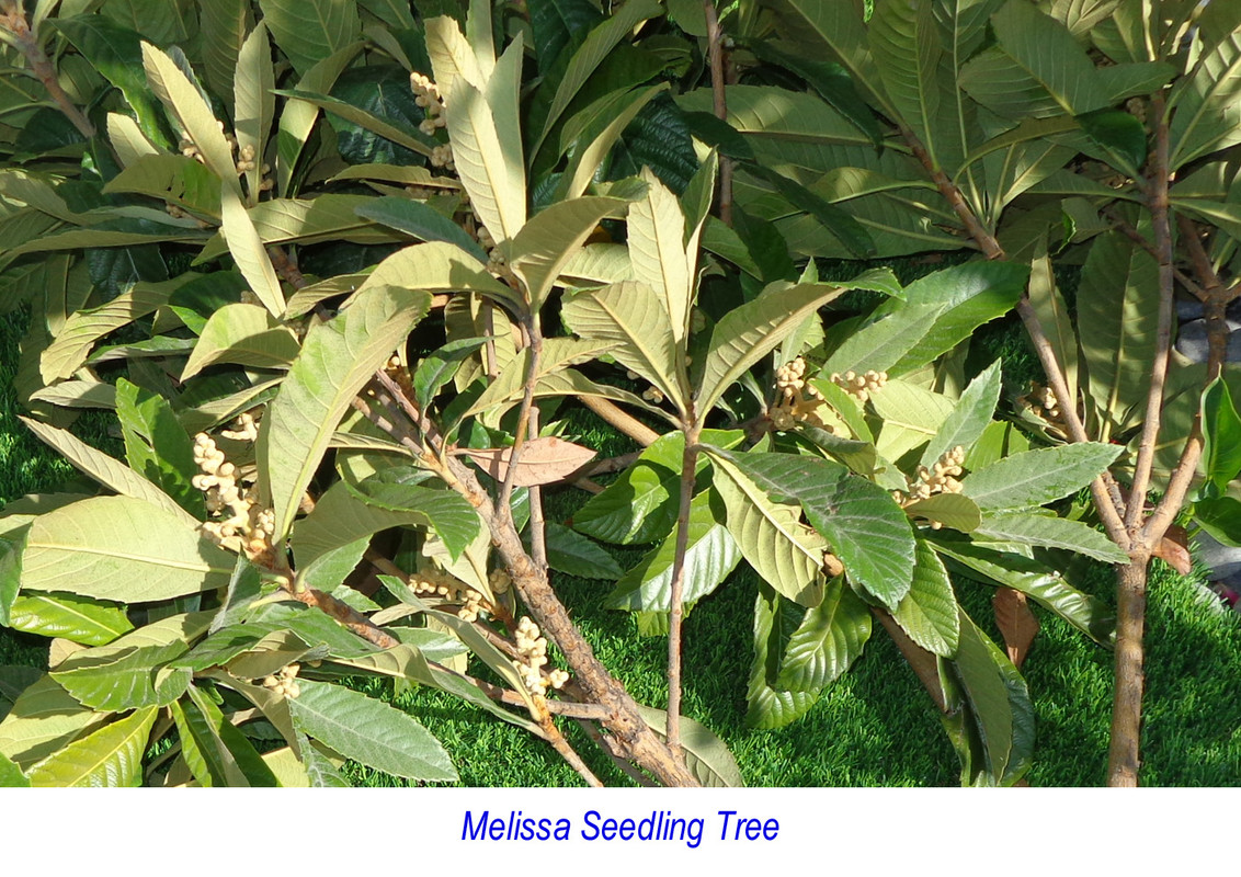 Melissa_Seedling-pic4(flowers)