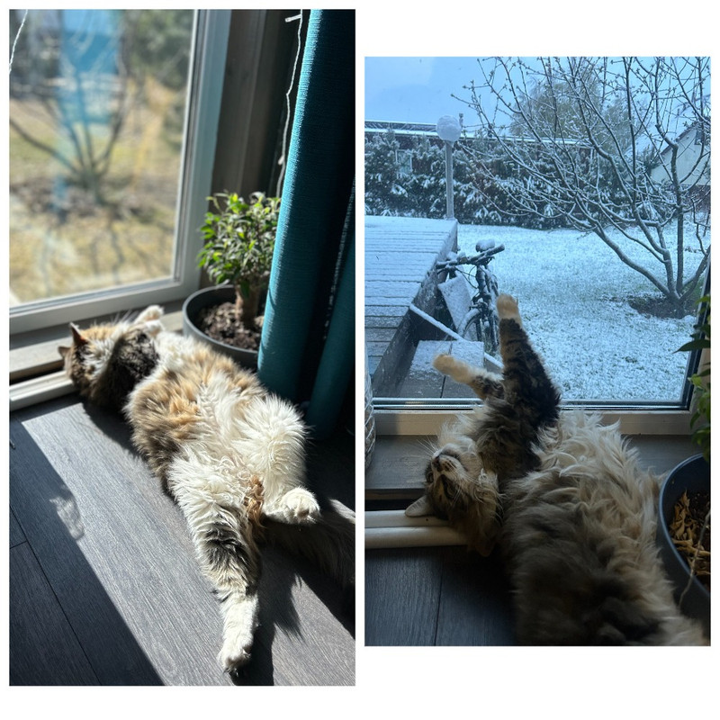 MyCollages - 2025-05-01T200810.625