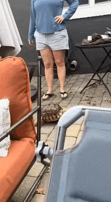 35.gif