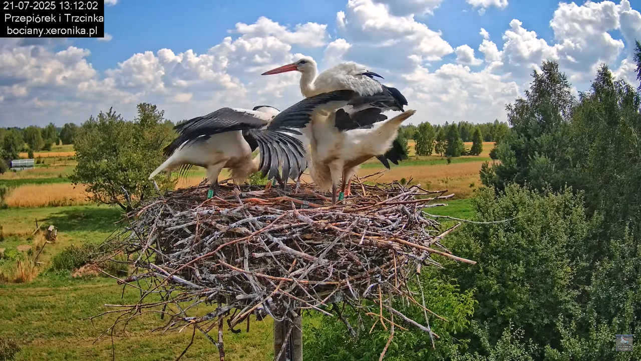 21072025bociany44