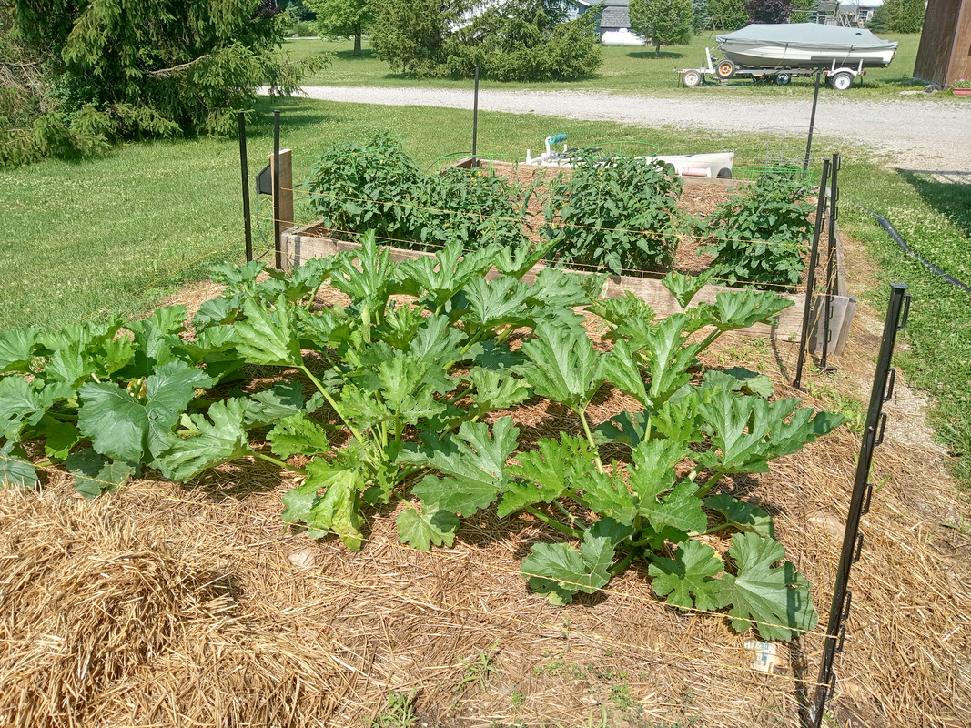 Zucchini 7:04:23