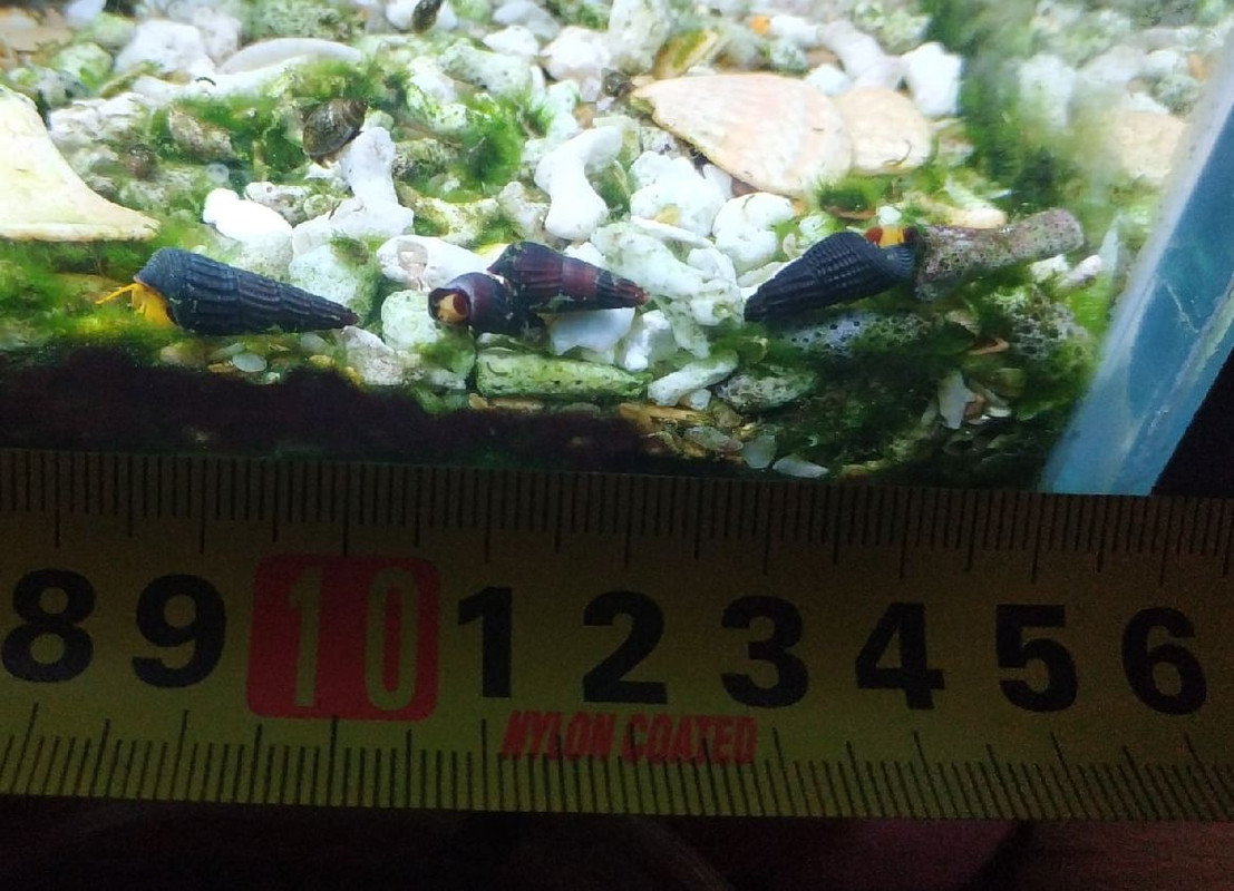 улитеныш 4 размер 2