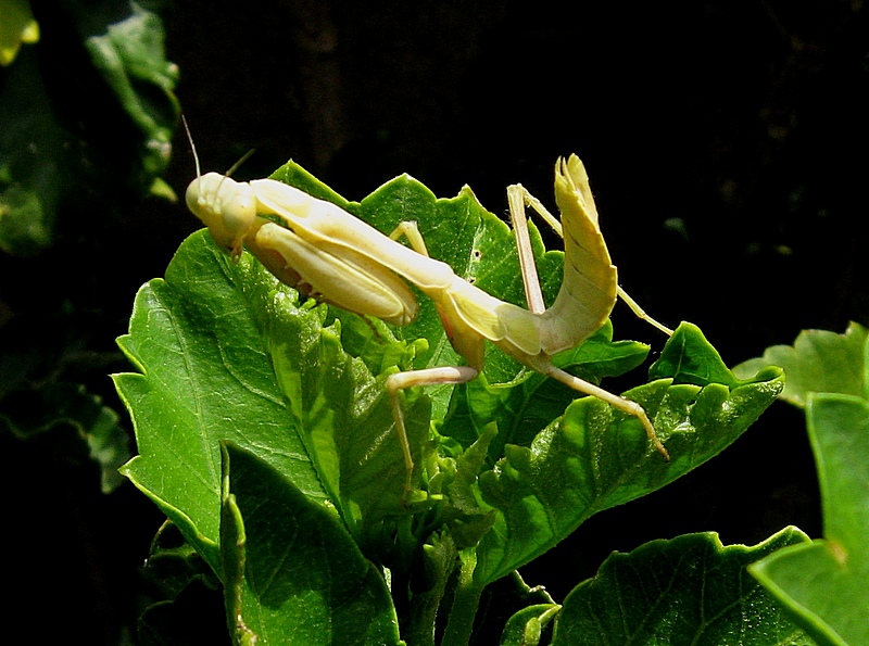 mantis-small.jpg
