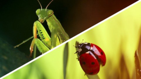 Who is Your Friend?: Beneficial Garden Bugs