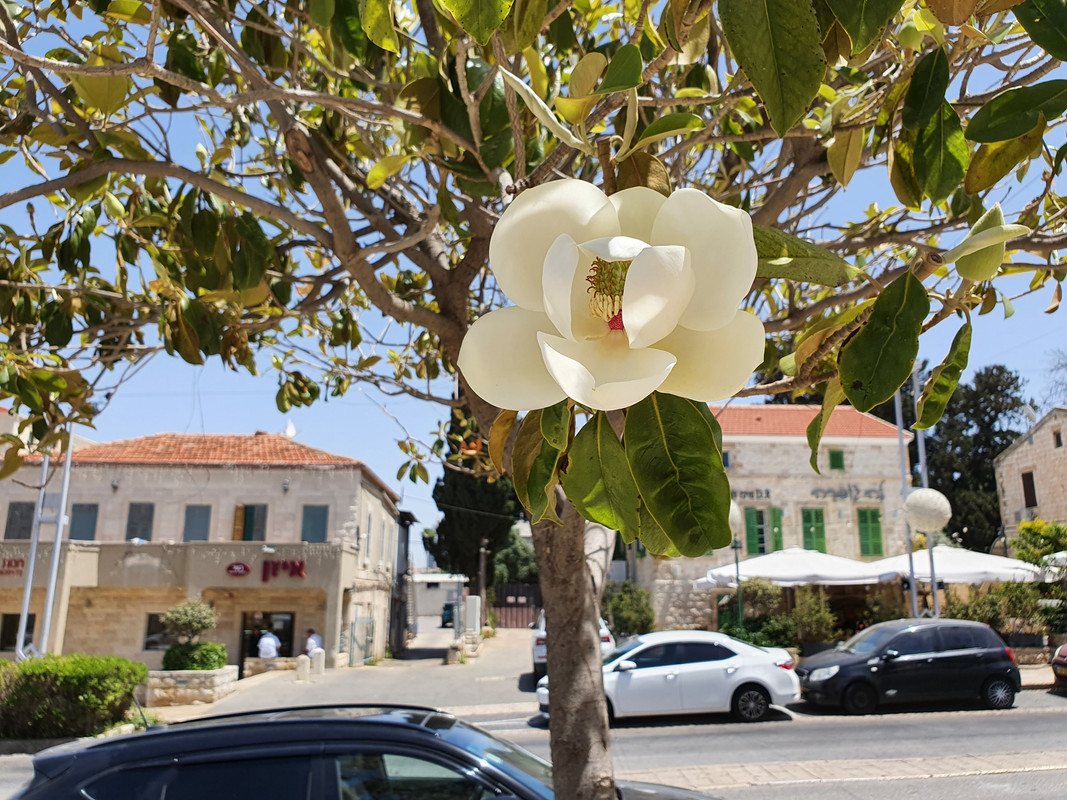 Распустившийся цветок магнолии, Хайфа