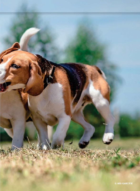 Il M C Dic 2022-Gen 2023 (12)