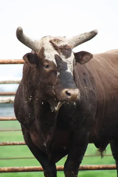Touro Bushwacker Touro Bushwacker