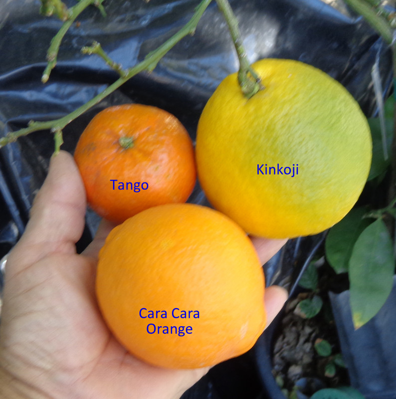 Tango-Kinkoji-Cara Cara (12-24-22)