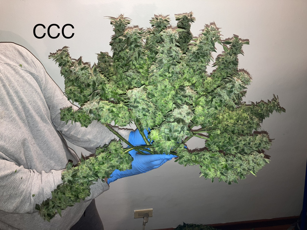 IMG_1809(Julio 8 2023)