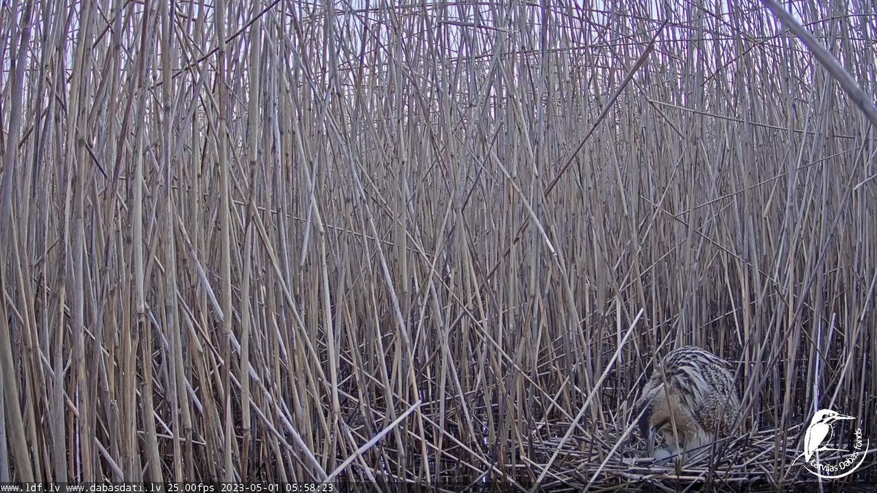 Lielais dumpis (Botaurus stellaris) Engurē - LDF tiešraide 8-42-13 screenshot