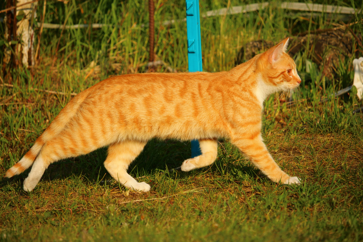 champion-mouser.jpg