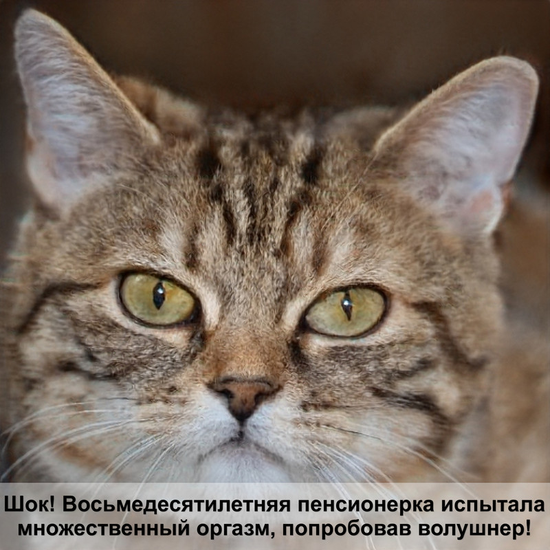 гнойные выделения у кошки