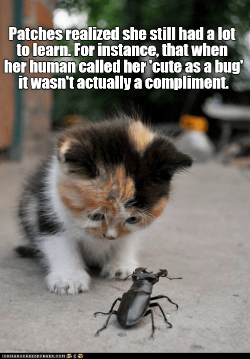 bug-cat.png