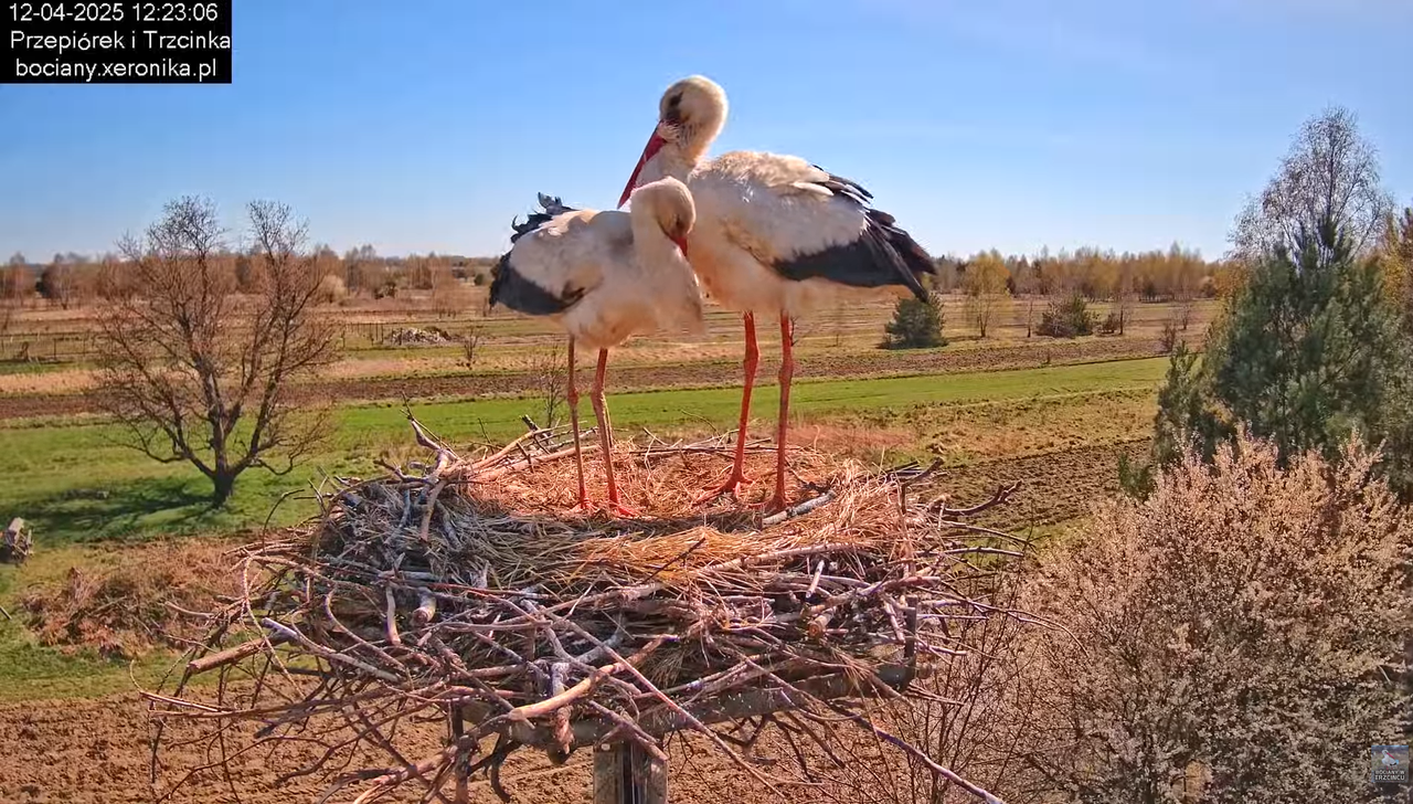 12042025bociany12
