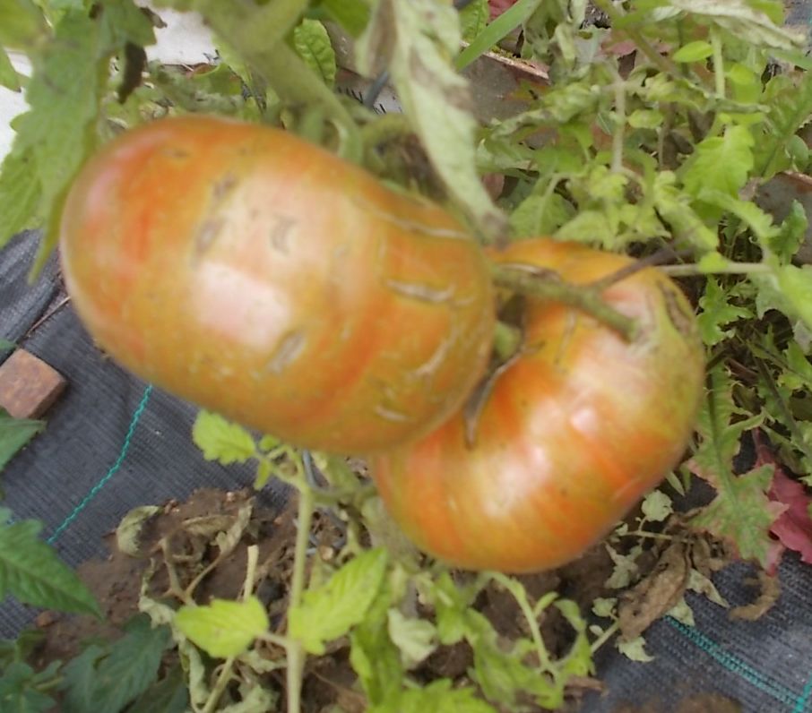 Cherokee Tiger Vladimir Gross 2025 07 28