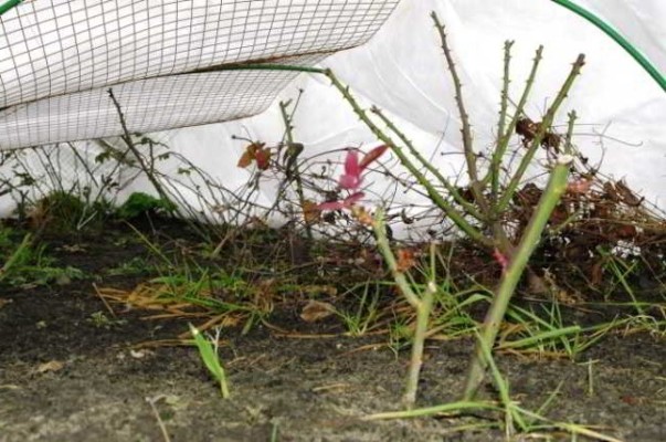 Подкармливание роз осенью подготовка растений к зиме