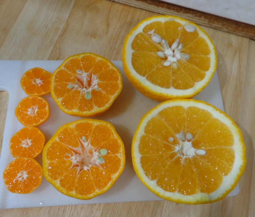 Taste-Compare(Kiyomi-Ponkan-Kishu)2