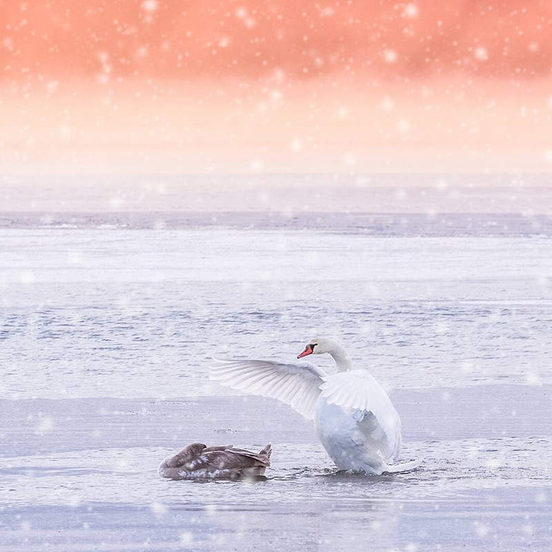 Angsa bak dongeng Swan Lake