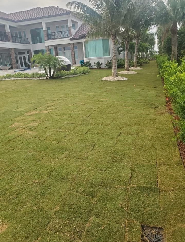 commercial sod supplier Tampa