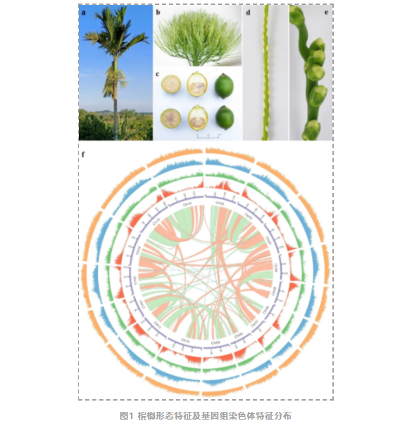 中国热科院椰子所联合华大基因公布海南槟榔全基因组-2.png