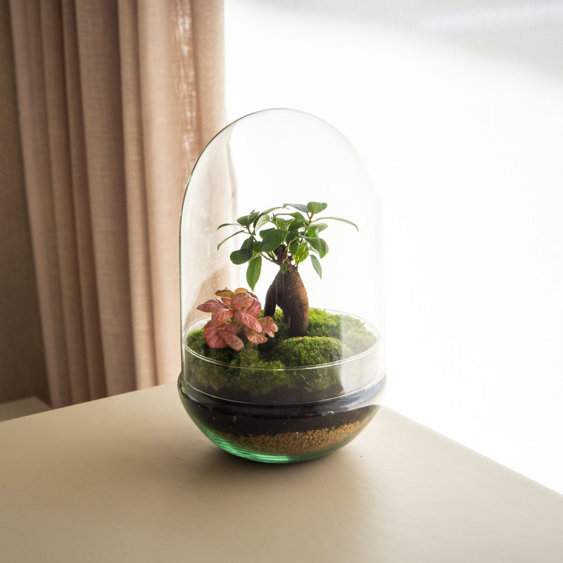 Natura Green - Jardín En Un Bol