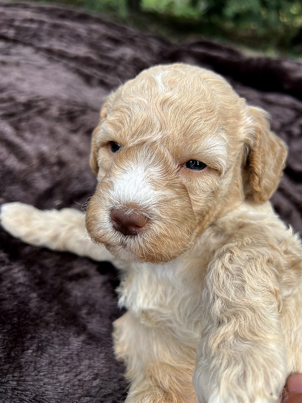 Lagotto Romagnolo female puppy for sale – Ideal Dale Elita – 27 days old – photo 1 – orange coat