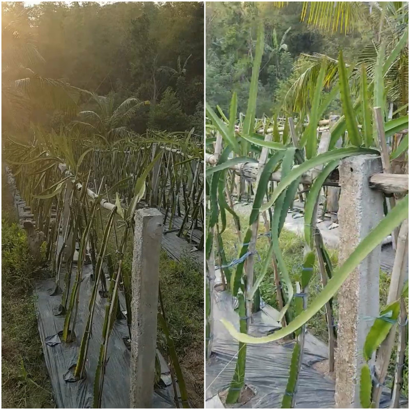 dragon-fruit-trellis-in-ground.jpg