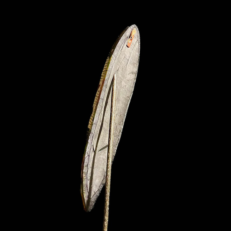 large image 10
