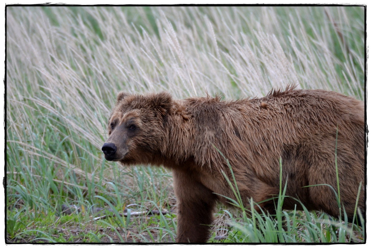 19 de junio. Osos a porrón en Lake Clark National Park - Alaska por tierra, mar y aire (7)