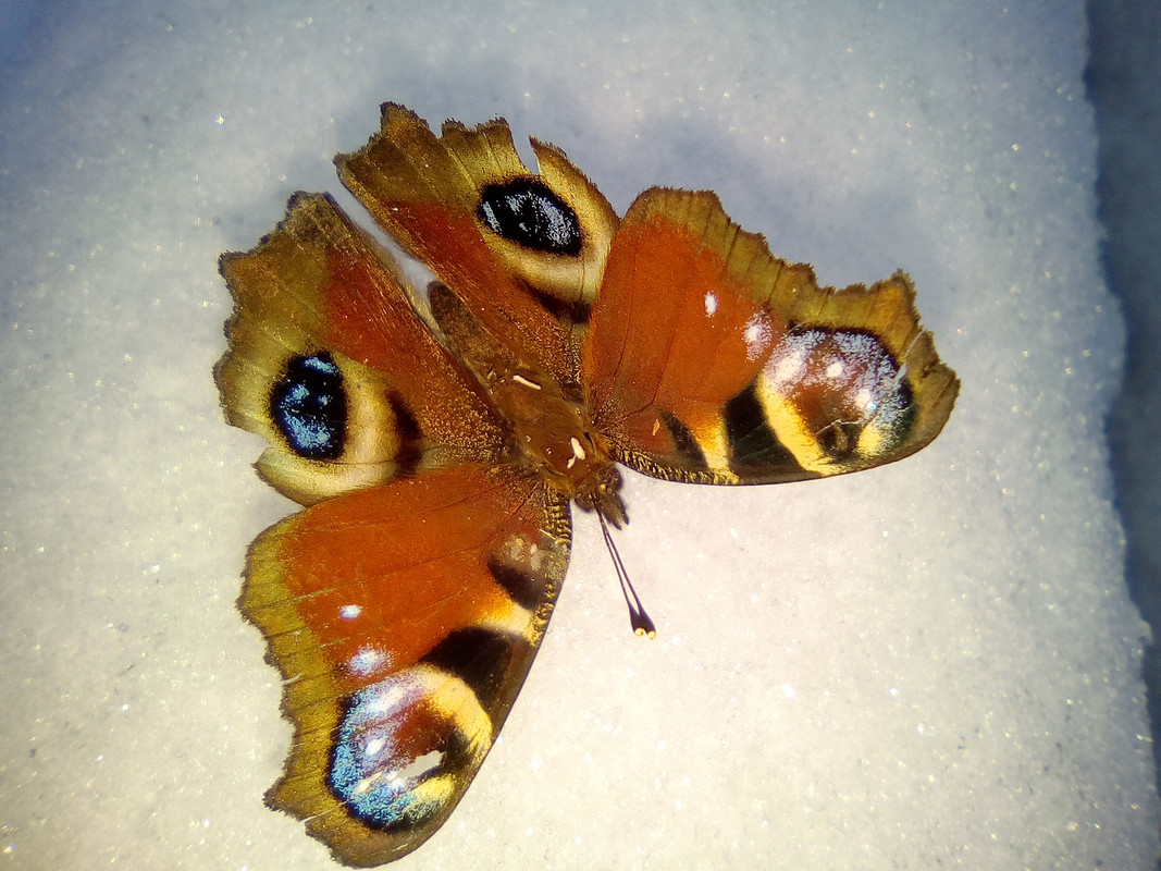 IMG_20210106_155840 (1)