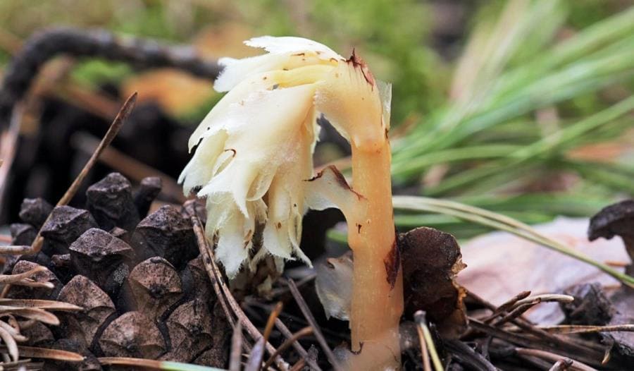 Monotropa uniflora - шедевр эволюции без хлорофилла и фотосинтеза Monotropa uniflora - шедевр эволюции без хлорофилла и фотосинтеза