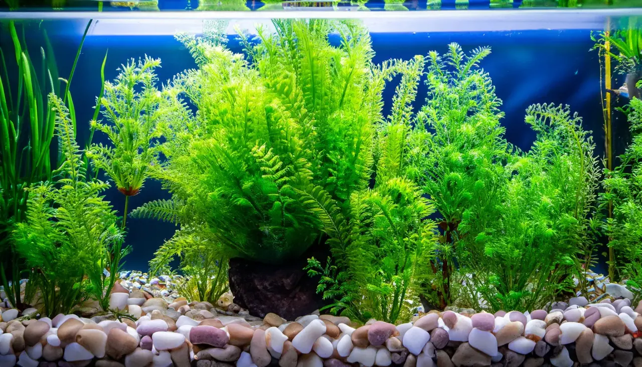 What is Carpet Plants for Aquarium? A Complete Guide to Carpeting