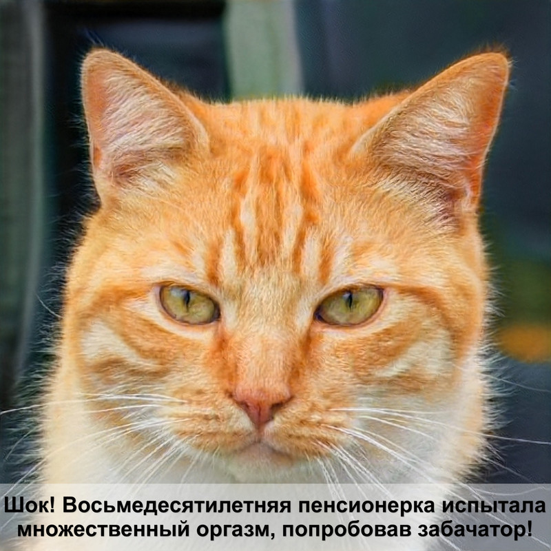 сибирская кошка черного окраса