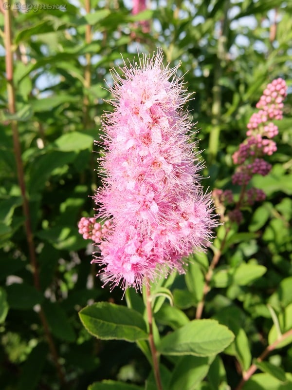 DSCF8771