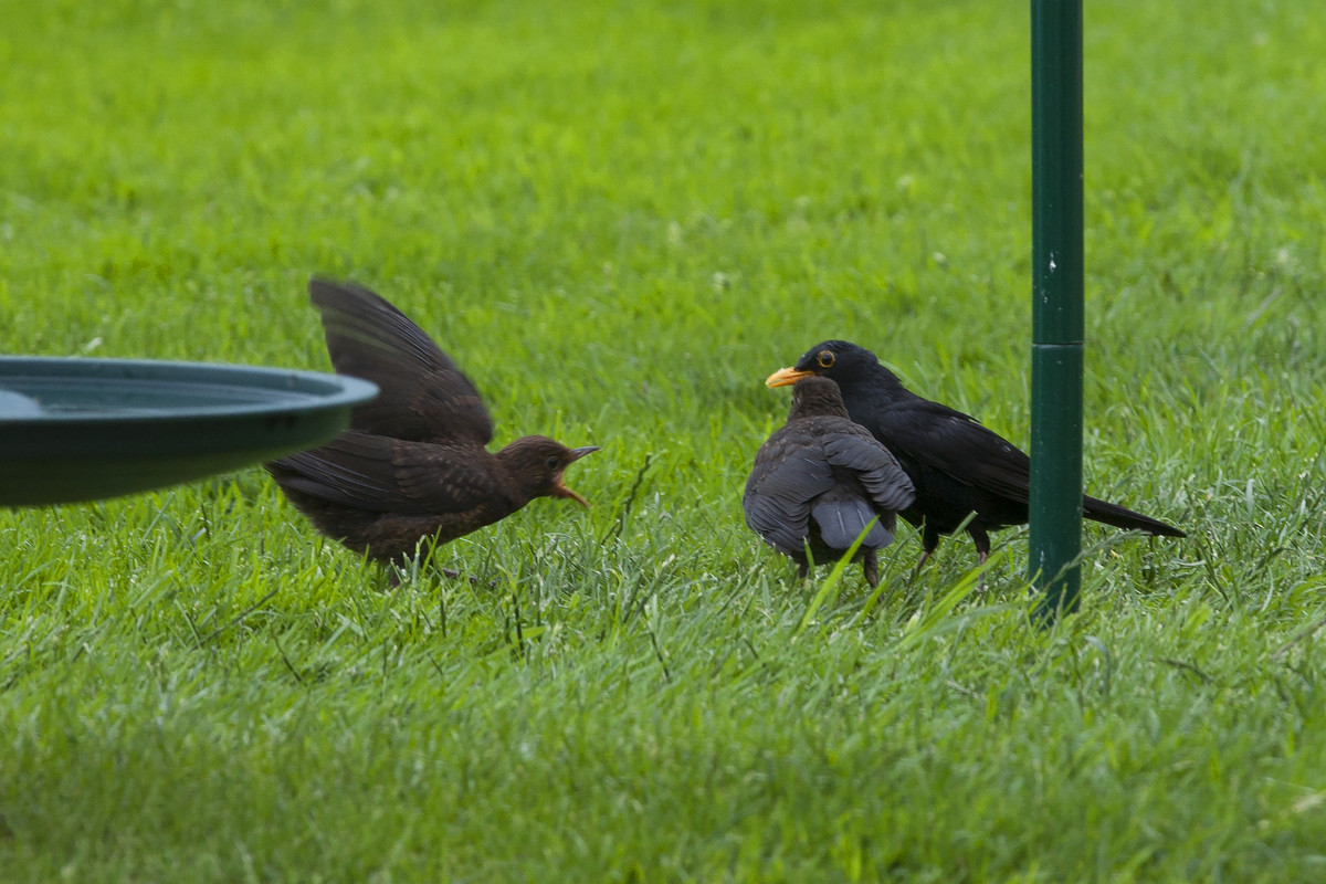 IMG-9960.jpg