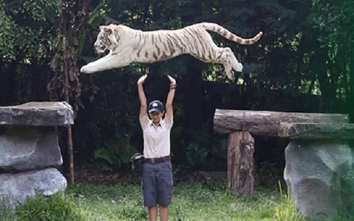 Pertunjukan Tiger Show di Taman Safari Prigen.
