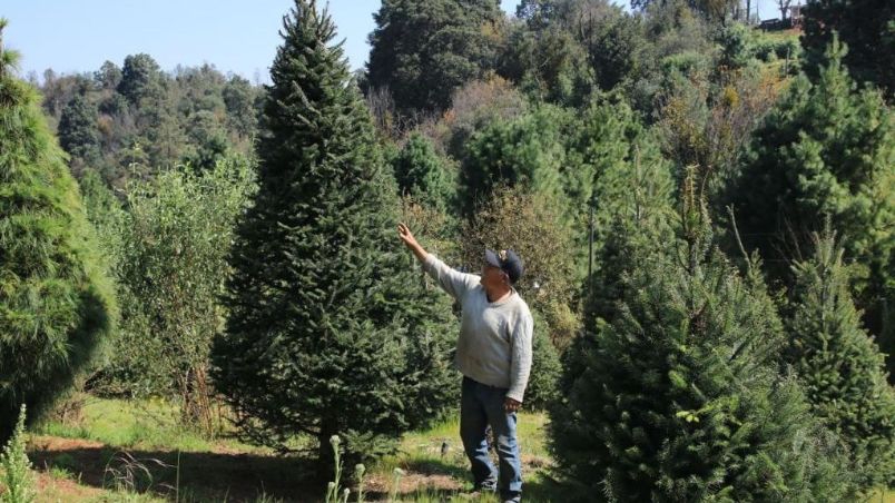 ¡Corre que se acaban! Inicia la venta de Árboles de Navidad en la alcaldía Tlalpan