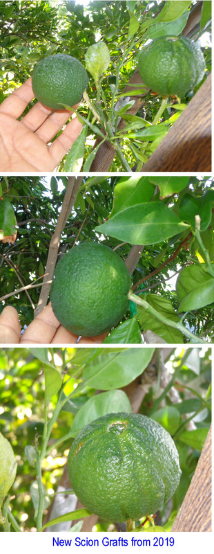 My-Sumo (8-29-20)-grafted 2019