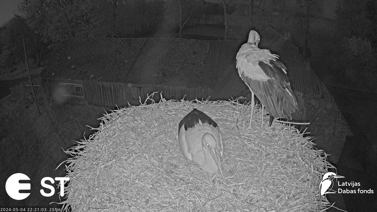 Baltie stārķi (Ciconia ciconia) Tukuma novadā - LDF tiešraide __ White storks in Tukums, Latvia 11-5