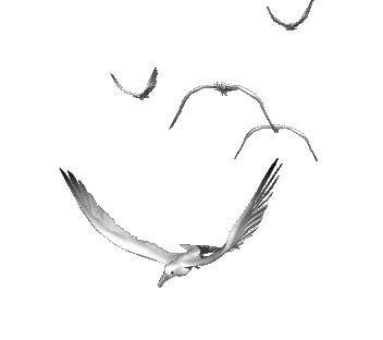 mouettes