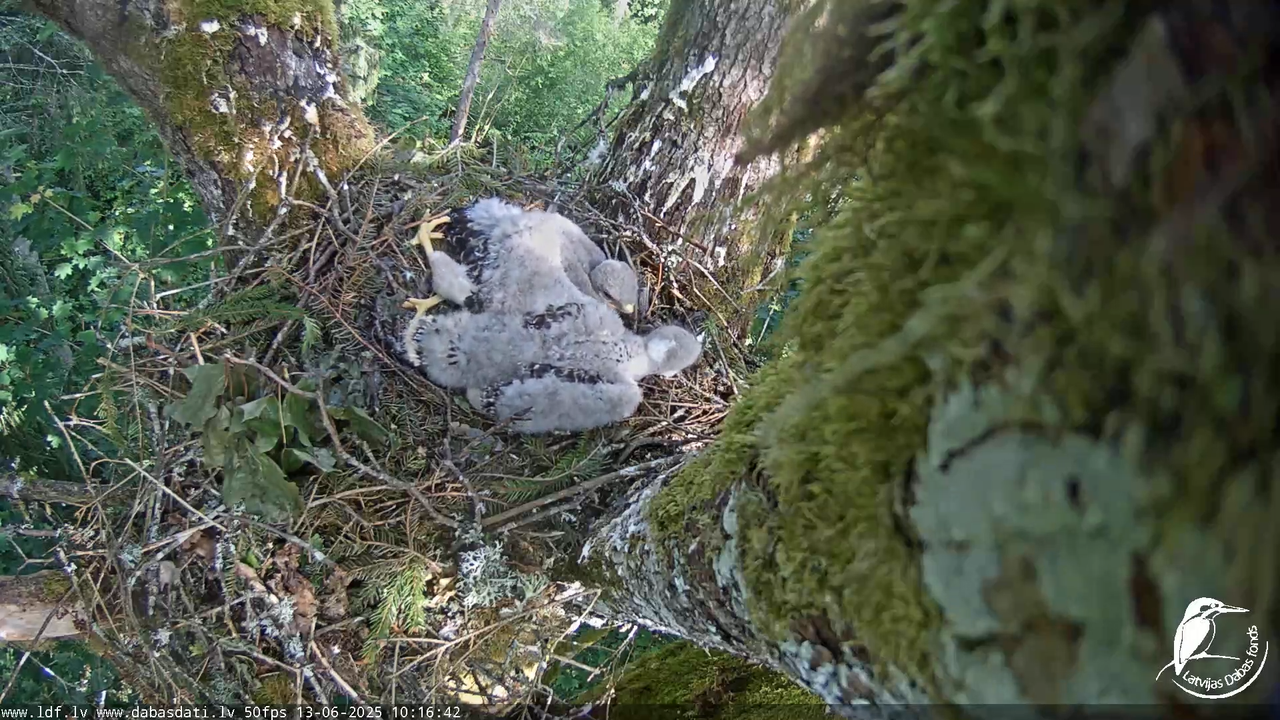 Melnās klijas (Milvus migrans) Kurzemē_ peļu klijāni (Buteo buteo) 6-9-45 screenshot